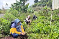 Organisasi perempuan di Kecamatan Kejajar menggelar kegiatan Meditasi Ekologi dan penanaman 1.000 pohon kopi.