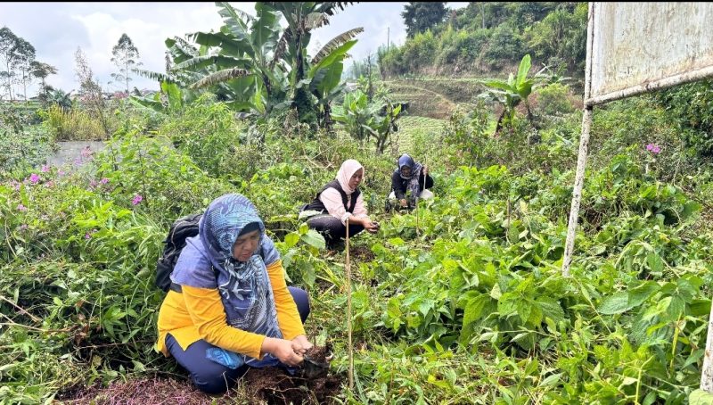 Organisasi perempuan di Kecamatan Kejajar menggelar kegiatan Meditasi Ekologi dan penanaman 1.000 pohon kopi.