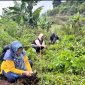 Organisasi perempuan di Kecamatan Kejajar menggelar kegiatan Meditasi Ekologi dan penanaman 1.000 pohon kopi.