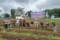 Panen bersama demplot Ubi Madu P4S Agri Damarjati dan KTNA Wonosobo di Kenteng, Kejiwan, Selasa (9/12/2025).