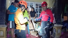 Petugas saat mwngevakuasi ular kobra di Kaliwiro.