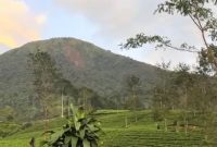 Kondisi longsor di Gunung Kembang Wonosobo terlihat sampai bawah.