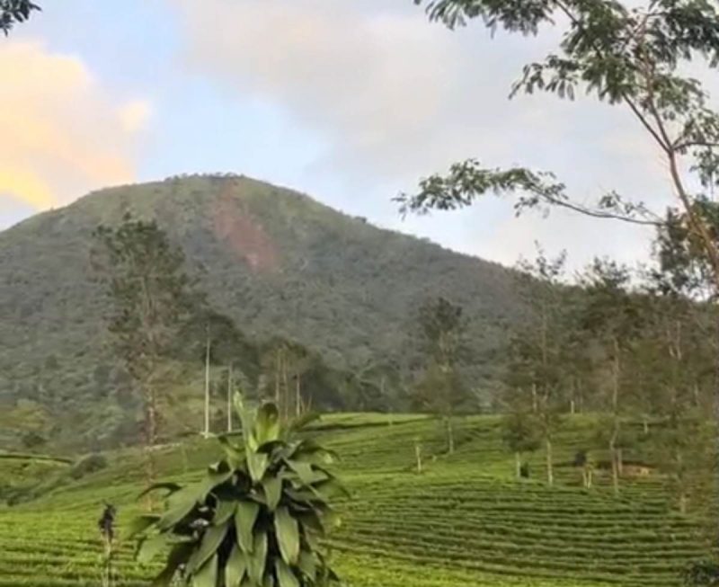 Kondisi longsor di Gunung Kembang Wonosobo terlihat sampai bawah.