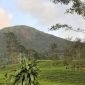 Kondisi longsor di Gunung Kembang Wonosobo terlihat sampai bawah.