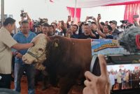 Wakil Menteri Pertanian RI Sudaryono menghadiri kontes sapi APPSI Wonosobo.