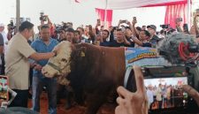 Wakil Menteri Pertanian RI Sudaryono menghadiri kontes sapi APPSI Wonosobo.