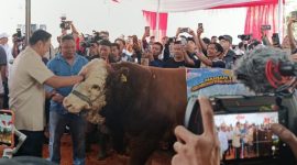 Wakil Menteri Pertanian RI Sudaryono menghadiri kontes sapi APPSI Wonosobo.