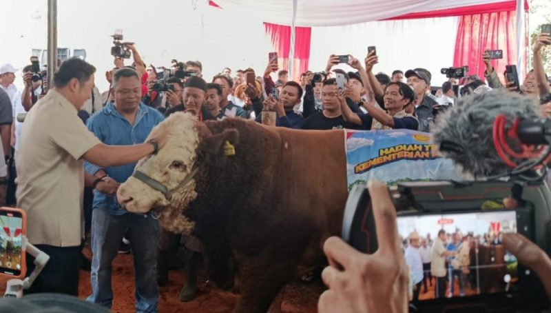 Wakil Menteri Pertanian RI Sudaryono menghadiri kontes sapi APPSI Wonosobo.