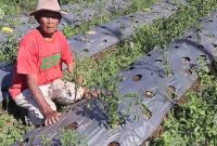 Petani sayur di Wonosobo sedang memeriksa plastik mulsa di lahan pertaniannya.