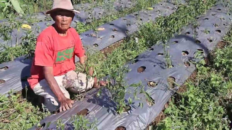 Petani sayur di Wonosobo sedang memeriksa plastik mulsa di lahan pertaniannya.
