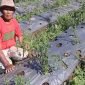 Petani sayur di Wonosobo sedang memeriksa plastik mulsa di lahan pertaniannya.