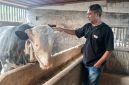 Sapi jumbo milik peternak asal Kecamatan Kalikajar, Kabupaten Wonosobo, terpilih menjadi hewan kurban Presiden RI Prabowo Subianto.