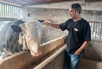 Sapi jumbo milik peternak asal Kecamatan Kalikajar, Kabupaten Wonosobo, terpilih menjadi hewan kurban Presiden RI Prabowo Subianto.