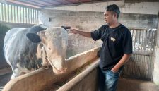 Sapi jumbo milik peternak asal Kecamatan Kalikajar, Kabupaten Wonosobo, terpilih menjadi hewan kurban Presiden RI Prabowo Subianto.