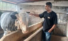 Jelang Idul Adha, Sapi 1 Ton Asal Kalikajar Dipilih Jadi Kurban Presiden