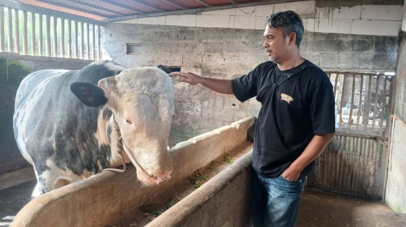 Sapi jumbo milik peternak asal Kecamatan Kalikajar, Kabupaten Wonosobo, terpilih menjadi hewan kurban Presiden RI Prabowo Subianto.