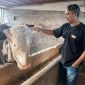 Sapi jumbo milik peternak asal Kecamatan Kalikajar, Kabupaten Wonosobo, terpilih menjadi hewan kurban Presiden RI Prabowo Subianto.