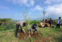 Sebanyak 200 bibit pohon damar kembali disiapkan untuk ditanam di kawasan Dusun Cengklok, Desa Butuh, Kecamatan Kalikajar.