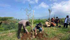 Sebanyak 200 bibit pohon damar kembali disiapkan untuk ditanam di kawasan Dusun Cengklok, Desa Butuh, Kecamatan Kalikajar.
