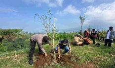 Cegah Longsor di Jalur Baru Jalisu, Ratusan Pohon Damar Ditanam Bertahap