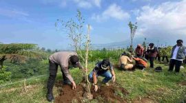 Sebanyak 200 bibit pohon damar kembali disiapkan untuk ditanam di kawasan Dusun Cengklok, Desa Butuh, Kecamatan Kalikajar.