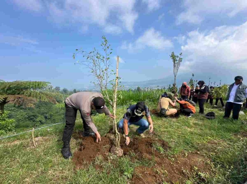 Sebanyak 200 bibit pohon damar kembali disiapkan untuk ditanam di kawasan Dusun Cengklok, Desa Butuh, Kecamatan Kalikajar.