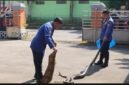 Petugas Damkar Wonosobo saat mengevakuasi ular sanca.
