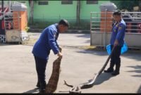 Petugas Damkar Wonosobo saat mengevakuasi ular sanca.