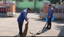 Petugas Damkar Wonosobo saat mengevakuasi ular sanca.