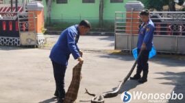 Petugas Damkar Wonosobo saat mengevakuasi ular sanca.