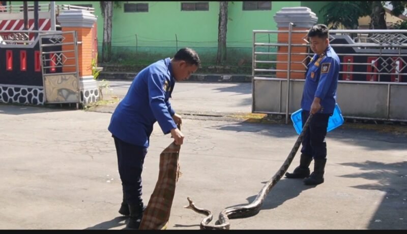 Petugas Damkar Wonosobo saat mengevakuasi ular sanca.