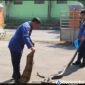 Petugas Damkar Wonosobo saat mengevakuasi ular sanca.