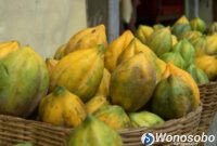 Carica, buah asli asal dataran tinggi Dieng.