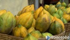 Carica, buah asli asal dataran tinggi Dieng.