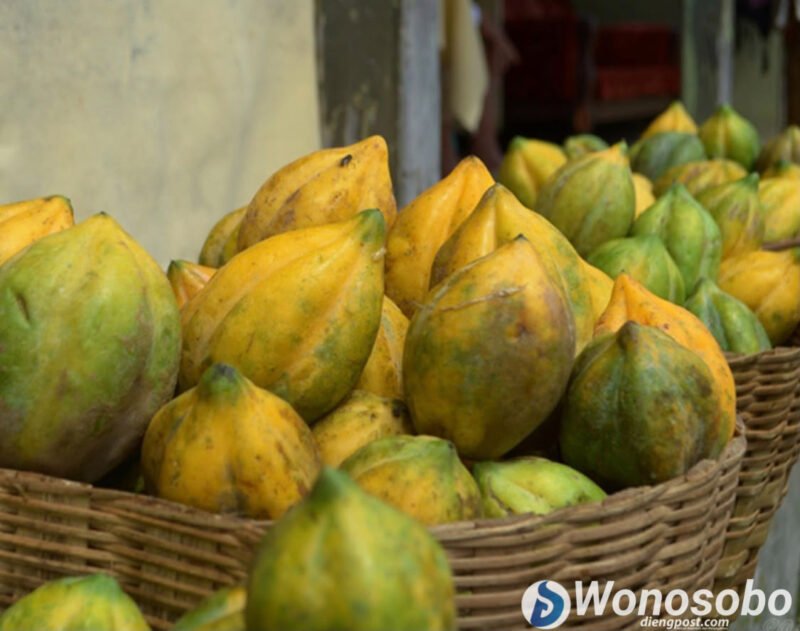 Carica, buah asli asal dataran tinggi Dieng.