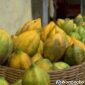 Carica, buah asli asal dataran tinggi Dieng.